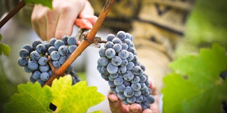 საქართველო რთველს მასპინძლობს