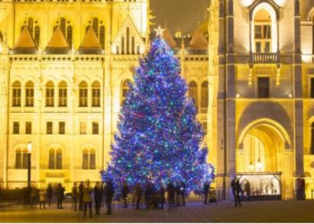 გამორჩეული ნაძვის ხეები მსოფლიოდან – ფოტოები