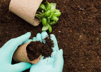 როგორი ნიადაგი სჭირდება მცენარეს – ვის მივმართოთ კონსულტაციისთვის?