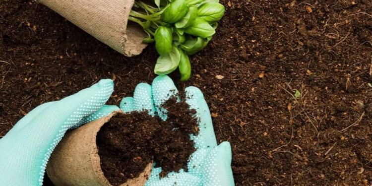 როგორი ნიადაგი სჭირდება მცენარეს – ვის მივმართოთ კონსულტაციისთვის?