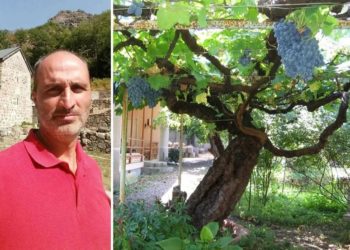 “უცხოეთიდან არაერთი მეცნიერი ჩამოსულა მის სანახავად, ვერავინ დაადგინა რა ჯიშია” – 300-წლიანი წინანდლის ვაზი