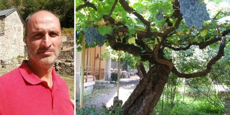 “უცხოეთიდან არაერთი მეცნიერი ჩამოსულა მის სანახავად, ვერავინ დაადგინა რა ჯიშია” – 300-წლიანი წინანდლის ვაზი