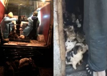 მახინჯაურში კაცს, რომელიც 80-მდე კატასთან ერთად 8 კვ. მეტრ ოთახში ცხოვრობდა, 75 კატა ჩამოართვეს