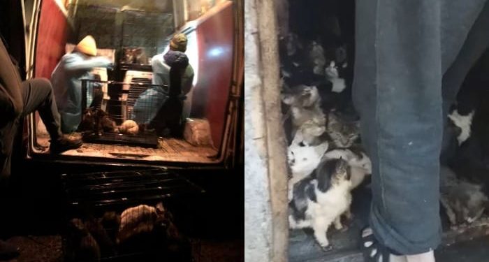 მახინჯაურში კაცს, რომელიც 80-მდე კატასთან ერთად 8 კვ. მეტრ ოთახში ცხოვრობდა, 75 კატა ჩამოართვეს