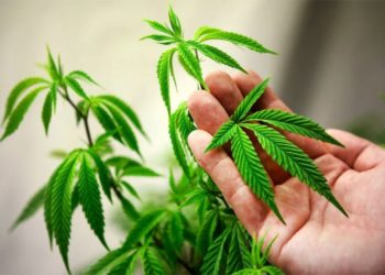 50 უარყოფითი სიმპტომი და დაავადება, რომელსაც მარიხუანა იწვევს