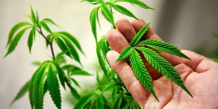 50 უარყოფითი სიმპტომი და დაავადება, რომელსაც მარიხუანა იწვევს