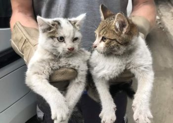 კასტრაცია-სტერილიზაცია – მეთოდი, რომელსაც ცხოველებისთვის სარგებელი მოაქვს