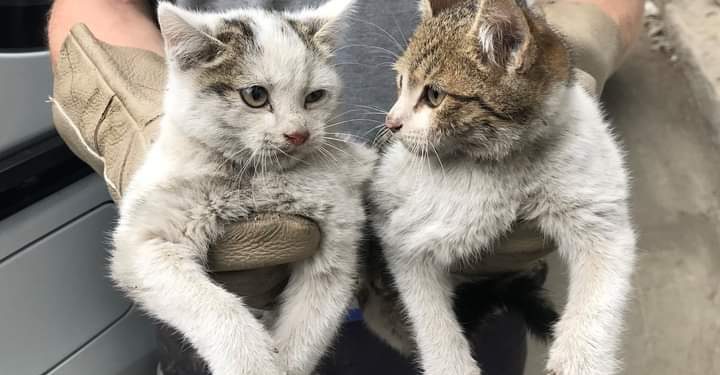 კასტრაცია-სტერილიზაცია – მეთოდი, რომელსაც ცხოველებისთვის სარგებელი მოაქვს