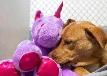 აშშ-ში მიუსაფარმა ძაღლმა მაღაზიიდან ერთი და იგივე სათამაშოს მოპარვა ხუთჯერ სცადა🐕🦄