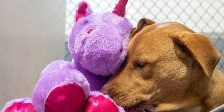 აშშ-ში მიუსაფარმა ძაღლმა მაღაზიიდან ერთი და იგივე სათამაშოს მოპარვა ხუთჯერ სცადა🐕🦄