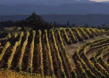 უფასო საცხოვრებელი და 10 000 აშშ დოლარი თვეში – ვაკანსიაზე განაცხადის მიღება ივნისის ბოლომდე გრძელდება