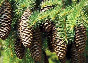 რაჭული სოჭი იბრენდება – მთავრობა “თლუღის” გეოგრაფიულ აღნიშვნად რეგისტრაციაზე მუშაობს