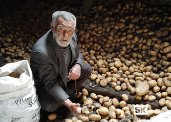 ახალქალაქში კარტოფილი უფუჭდებათ – მოსახლეობა დახმარებას ითხოვს