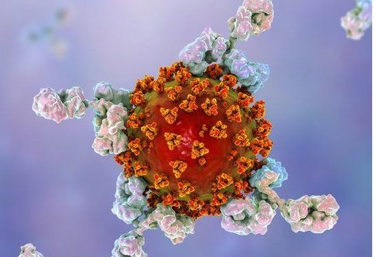 კოვიდგადატანილებს იმუნიტეტი შესაძლოა, ცხოვრების ბოლომდე შეუნარჩუნდეთ: კვლევის შედეგები