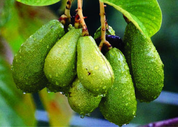 საქართველოში ავოკადოს პირველი ბაღი გაშენდა