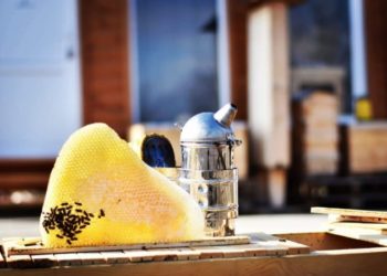 ფუტკრის ჰაერით თერაპია – რას გვთავაზობს  „აპისახლი“