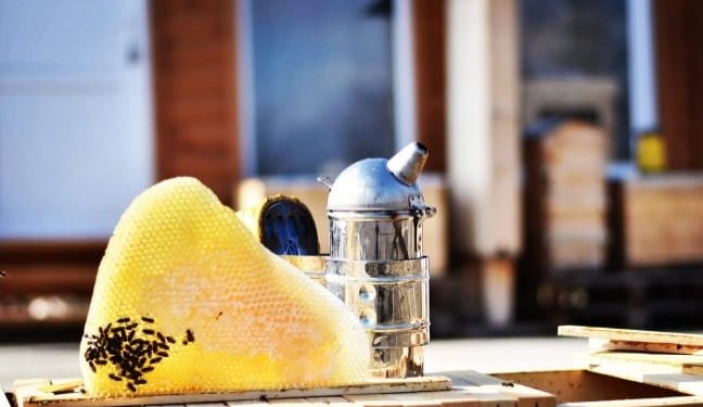 ფუტკრის ჰაერით თერაპია – რას გვთავაზობს  „აპისახლი“