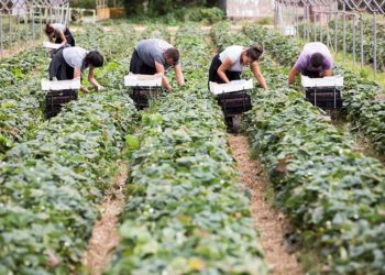 გერმანიაში სეზონურ სამუშაოზე დასაქმებულ 24 ქართველს სხვა დამსაქმებელთან გადაიყვანენ