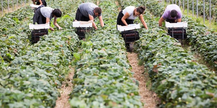 გერმანიაში სეზონურ სამუშაოზე დასაქმებულ 24 ქართველს  სხვა დამსაქმებელთან გადაიყვანენ