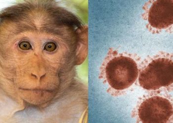 ჩინეთში მაიმუნის ვირუსით ადამიანის გარდაცვალების პირველი შემთხვევა დაფიქსირდა