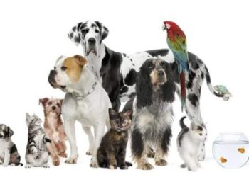 Getpet-ი ცხოველების მოყვარულებს არაერთ მომსახურებას სთავაზობს