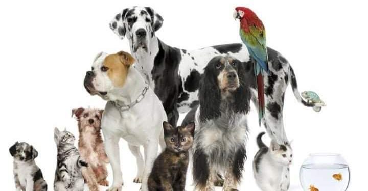 Getpet-ი ცხოველების მოყვარულებს არაერთ მომსახურებას სთავაზობს