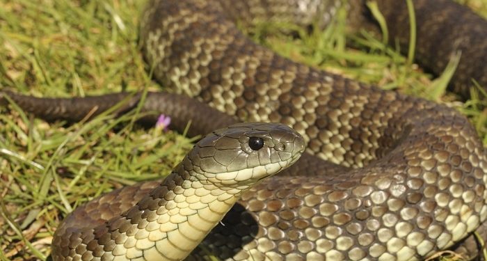 რა მდგომარეობაა საქართველოში ქვეწარმავლების გავრცელების მხრივ