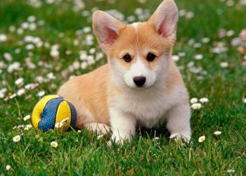 ცხოველების წამება უკვე პატიმრობით ისჯება