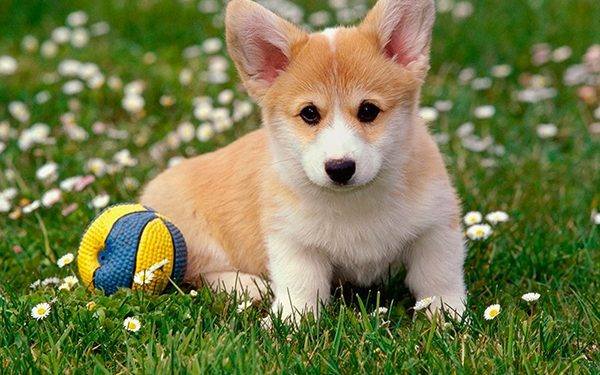 ცხოველების წამება უკვე პატიმრობით ისჯება