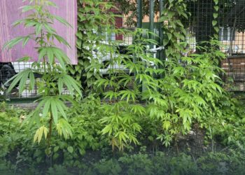 ბათუმში, სკოლის ეზოში, 3 ძირი მარიხუანა აღმოაჩინეს