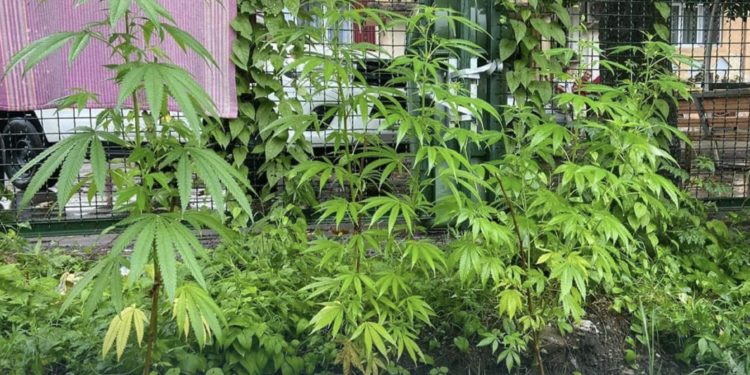 ბათუმში, სკოლის ეზოში, 3 ძირი მარიხუანა აღმოაჩინეს