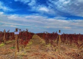 “ბიომიმართულებით ცოტა სპეციალისტი გვყავს” – ფერმერი საკუთარი ბიზნესის წარუმატებლობაზე საუბრობს