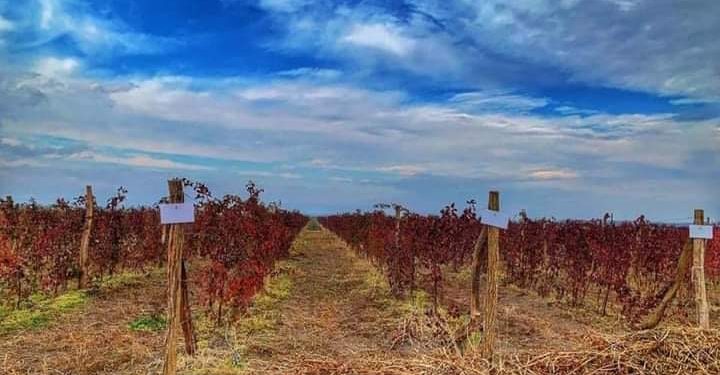 “ბიომიმართულებით ცოტა სპეციალისტი გვყავს” – ფერმერი საკუთარი ბიზნესის წარუმატებლობაზე საუბრობს