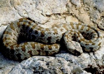 “ამ წელს თბილისში არ ყოფილა გიურზას მიერ დაკბენის ფაქტი” – ჰერპეტოლოგი