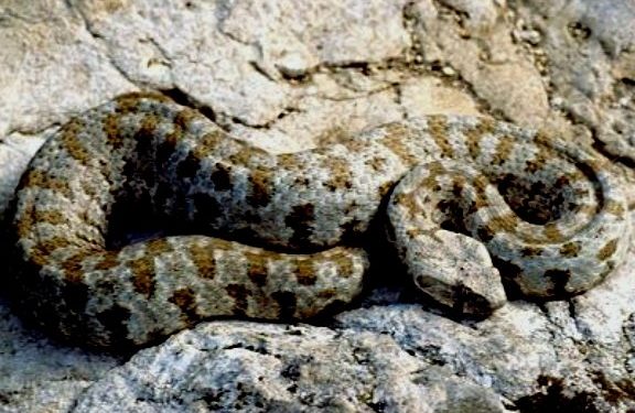 “ამ წელს თბილისში არ ყოფილა გიურზას მიერ დაკბენის ფაქტი” – ჰერპეტოლოგი