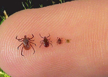 იაპონიაში ახალი ვირუსი აღმოაჩინეს