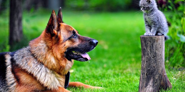 შინაური ძაღლებისა და კატების მიტოვებაზე  საქართველოში, შესაძლოა, ჯარიმა დაწესდეს