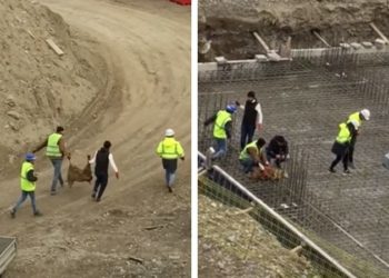 თბილისში მშენებლობის საძირკველში ცხვარი დაკლეს