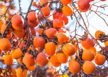 3,5 თვეში საქართველომ ხურმისა და კარალიოკის ექსპორტით $5,6 მლნ მიიღო