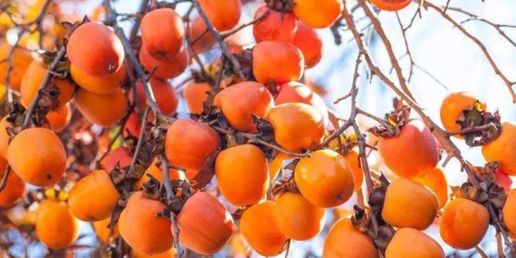 3,5 თვეში საქართველომ ხურმისა და კარალიოკის ექსპორტით $5,6 მლნ მიიღო