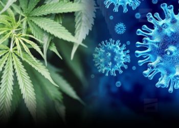 კანაფის ნაერთები Covid 19-ით ინფიცირებას ხელს უშლის – კვლევის შედეგები