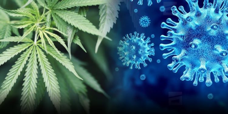 კანაფის ნაერთები Covid 19-ით ინფიცირებას ხელს უშლის – კვლევის შედეგები
