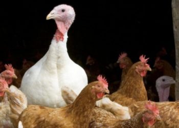 დიდ ბრიტანეთში ფრინველის გრიპით ადამიანი დაინფიცირდა