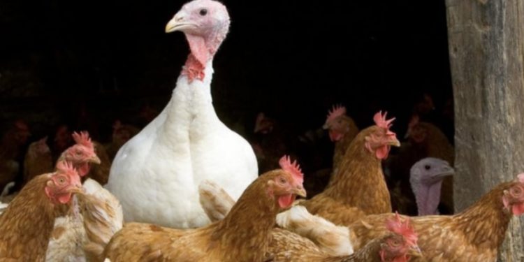 დიდ ბრიტანეთში ფრინველის გრიპით ადამიანი დაინფიცირდა