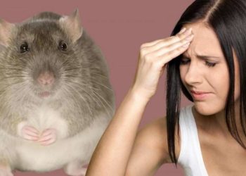 ბრიტანეთში ლასას ცხელების შემთხვევები გამოვლინდა – არის მსხვერპლი