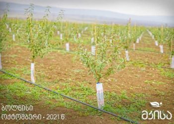 სოფლის მეურნეობის დარგის  გამორჩეული წარმომადგენელი – “მკისა” აგრონომი