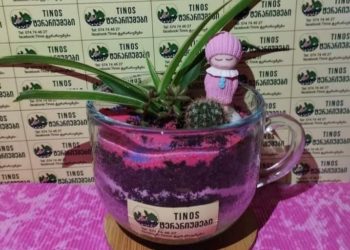Tinos ტერარიუმები – მცენარეებისა და ბუნებრივი აქსესუარების ერთობლიობა