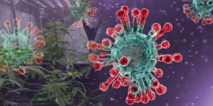 „ომიკრონის“ ქვეტიპი BA.2 რეკორდული სისწრაფით ვრცელდება 