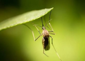 რუსეთი საქართველოს კოღოების გავრცელებაში ადანაშაულებს 