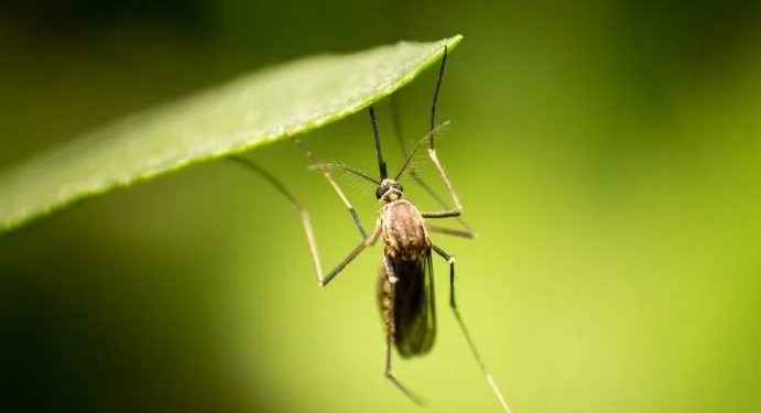 რუსეთი საქართველოს კოღოების გავრცელებაში ადანაშაულებს 